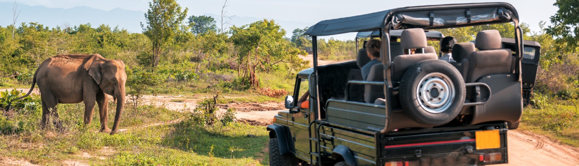 Safari Jeep Elephant